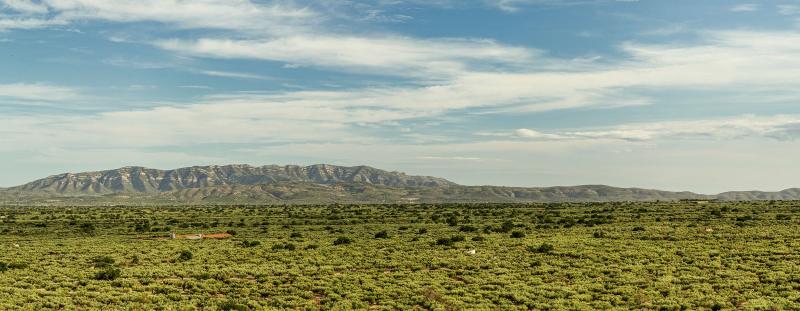 paisaje de olivos milenarios